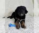 Small #3 Golden Shepherd