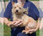 Small #1 Cairn Terrier Mix