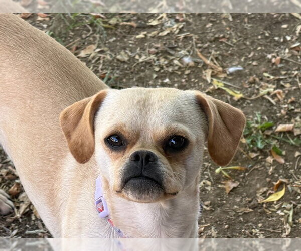 Medium Photo #1 Chug Puppy For Sale in Fort Collins, CO, USA