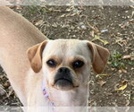 Boo - Male Chug Dog for Adoption - Small photo