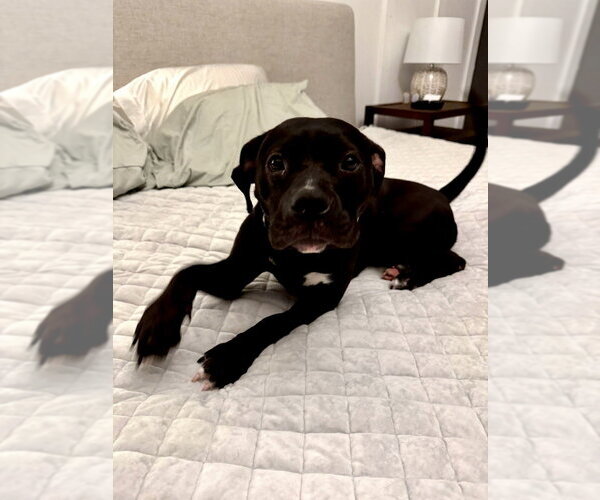 Medium Photo #2 Mutt Puppy For Sale in Mooresville, NC, USA