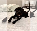 Small #1 Mutt