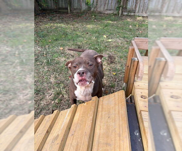 Medium Photo #3 Bulldog-Unknown Mix Puppy For Sale in Jackson, MS, USA