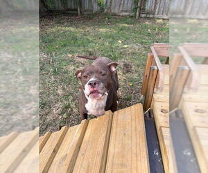 Butkus - Male Bulldog-Unknown Mix Dog for Adoption - Photo #3