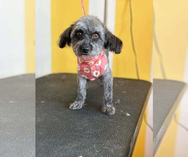 Medium Photo #3 Poodle (Standard)-Unknown Mix Puppy For Sale in Visalia, CA, USA