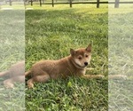 Small #5 Shiba Inu
