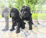 Small #10 Labradoodle