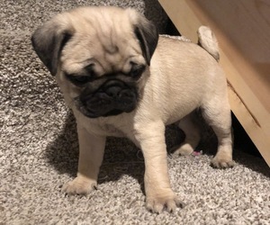 Pug Puppy for sale in DEMOTTE, IN, USA