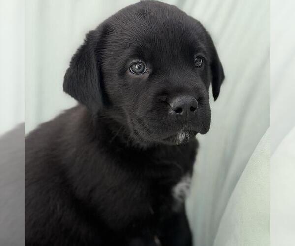 Medium Photo #2 Labrador Retriever-Unknown Mix Puppy For Sale in San Diego, CA, USA