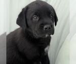 Small #1 Labrador Retriever Mix