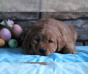 Golden Retriever Puppy for sale in FREDERICKSBURG, OH, USA