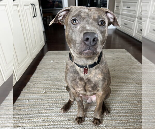 Medium Photo #3 Mutt Puppy For Sale in Fargo, ND, USA