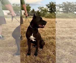 Father of the Cane Corso puppies born on 05/21/2025