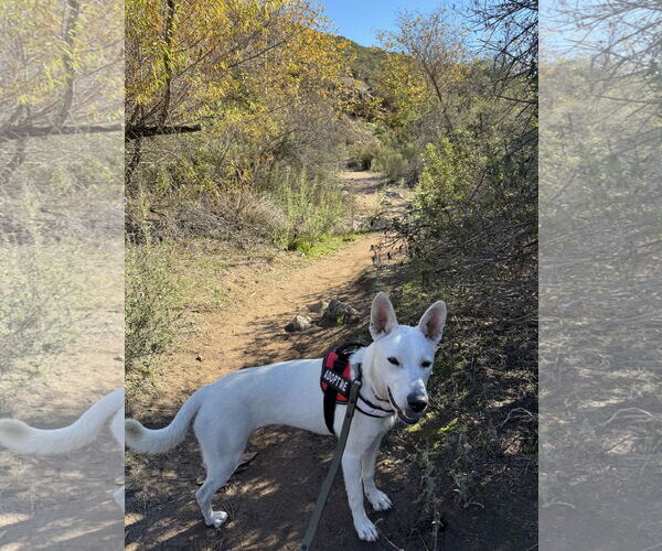 Medium Photo #9 Mutt Puppy For Sale in San Diego, CA, USA