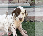 Puppy Puppy 2 Dalmatian