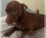 Small #1 Doxie-Pin