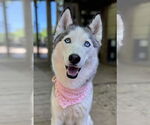 Small Siberian Husky