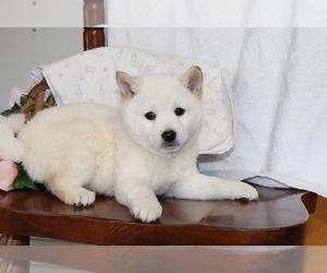Shiba Inu Puppy for sale in SHILOH, OH, USA
