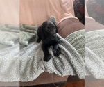 Small Photo #14 Labrador Retriever Puppy For Sale in KITTRELL, NC, USA