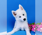 Small Pomsky