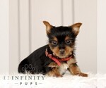 Small #2 Yorkshire Terrier