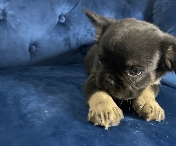 Medium Photo #14 French Bulldog Puppy For Sale in SAINT LOUIS, MO, USA