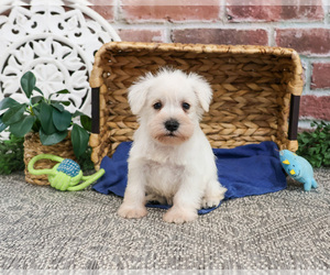 Schnauzer (Miniature) Puppy for sale in SYRACUSE, IN, USA