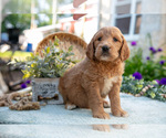 Puppy Tawny Goldendoodle