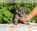 Small #3 Poodle (Toy)