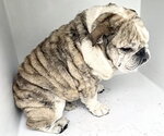 Small Bulldog