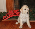 Small Photo #4 Labradoodle Puppy For Sale in GRANBURY, TX, USA