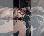 Small #4 Siberian Husky