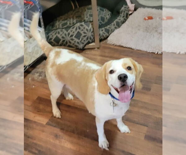Medium Photo #14 Beagle Puppy For Sale in Las Vegas, NV, USA
