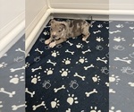 Puppy Thor the King American Bully
