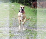Small #8 Great Dane