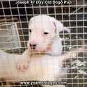 Small Photo #78 Dogo Argentino Puppy For Sale in PINEVILLE, MO, USA