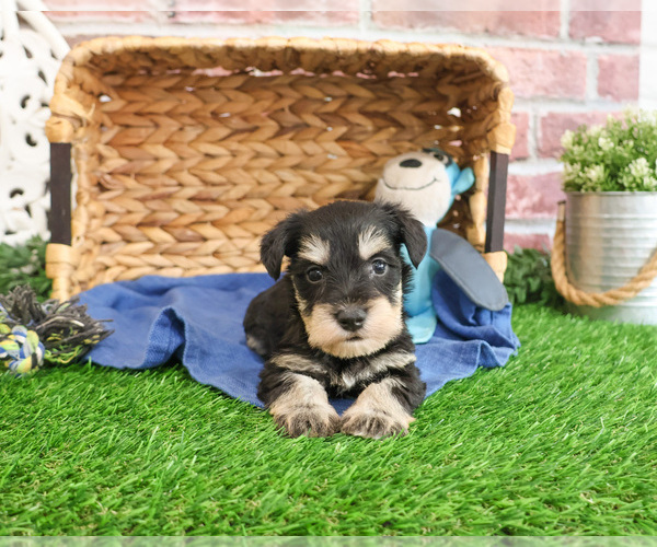 Medium Photo #3 Schnauzer (Miniature) Puppy For Sale in SYRACUSE, IN, USA