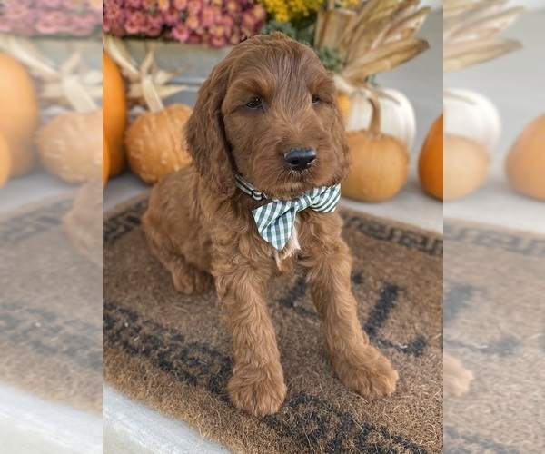 Medium Photo #11 Irish Doodle Puppy For Sale in WOOSTER, OH, USA