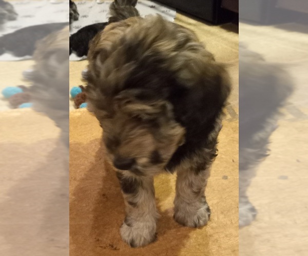 Medium Photo #3 Labradoodle Puppy For Sale in JEFFERSONTOWN, KY, USA
