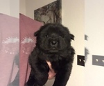 Small Photo #4 Chow Chow Puppy For Sale in LA SIERRA, CA, USA