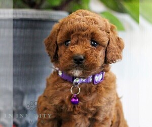 Goldendoodle (Miniature) Puppy for sale in EAST EARL, PA, USA