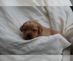 Small #7 Labrador Retriever