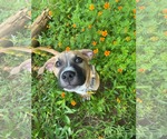 Small #1 Mutt