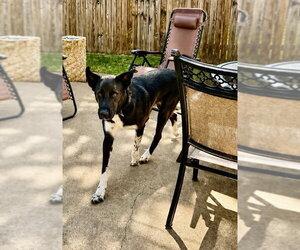 Jett - Male Border Collie-Unknown Mix Dog for Adoption - Photo #5
