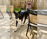 Small Photo #5 Border Collie-Unknown Mix Puppy For Sale in Dallas, TX, USA