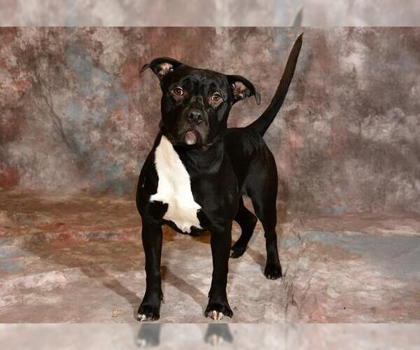 Medium Photo #1 Mutt Puppy For Sale in West Valley, UT, USA