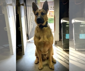 German Shepherd Dog Puppy for sale in CABRILLO, CA, USA