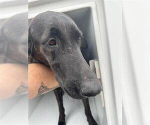 Labrador Retriever-Unknown Mix Dogs for adoption in Houston, TX, USA