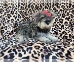 Small #2 Schnauzer (Miniature)