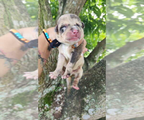 Medium Photo #1 Mutt Puppy For Sale in Oakland Park , FL, USA